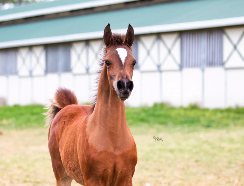 arabian colt